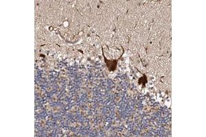 Immunohistochemical staining (Formalin-fixed paraffin-embedded sections) of human cerebellum with ADAMTS2 polyclonal antibody  shows strong positivity in Purkinje cells. (Adamts2 anticorps)