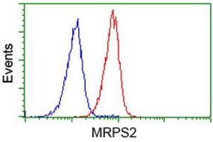 Image no. 5 for anti-Mitochondrial Ribosomal Protein S2 (MRPS2) antibody (ABIN1499562)