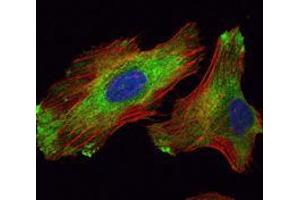 Immunofluorescence analysis of Hela cells using WIF1 mouse mAb (green). (WIF1 anticorps)