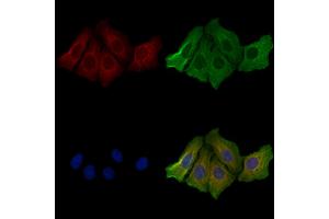 ABIN6257698 and ABIN6274605 staining Hela cells by IF/ICC. (Cadherin 8 anticorps  (Internal Region))