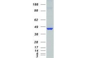 Validation with Western Blot