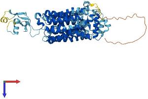 AlphaFold protein structure predicition of Mouse Recombinant Slc22a13 Protein, UniprotID Q6A4L0
