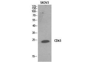 Western Blot (WB) analysis of SKOV3 cells using CD63 Polyclonal Antibody. (CD63 anticorps  (Internal Region))
