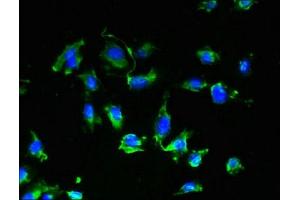 Immunofluorescent analysis of U251 cells using ABIN7175089 at dilution of 1:100 and Alexa Fluor 488-congugated AffiniPure Goat Anti-Rabbit IgG(H+L) (GPR17 anticorps  (AA 1-36))