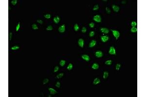 Immunofluorescence staining of Hela cells with ABIN7165783 at 1:66, counter-stained with DAPI. (MRO anticorps  (AA 12-85))