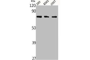Western Blot analysis of 293 K562 COS cells using Netrin-1 Polyclonal Antibody (Netrin 1 anticorps  (C-Term))