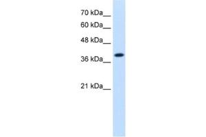 Western Blotting (WB) image for anti-Isocitrate Dehydrogenase 3 (NAD+) alpha (IDH3A) antibody (ABIN2462553) (IDH3A anticorps)