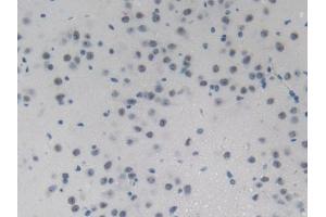DAB staining on IHC-P; Samples: Mouse Brain Tissue (PHLDA2 anticorps  (AA 9-140))