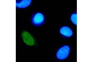 Immunofluorescence (IF) image for anti-Human Papilloma Virus Type 11 (HPV-11) (AA 202-284) antibody (ABIN781775) (Humain Papilloma Virus Type 11 (HPV-11) (AA 202-284) anticorps)
