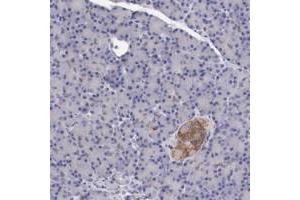 Immunohistochemical staining of human pancreas with KCND1 polyclonal antibody  shows moderate cytoplasmic positivity in Islet cells. (KCND1 anticorps)