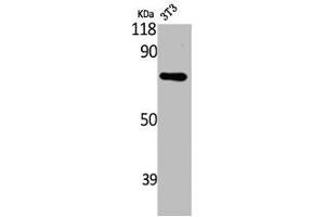 Western Blot analysis of NIH-3T3 cells using ARHGAP18 Polyclonal Antibody (ARHGAP18 anticorps  (C-Term))