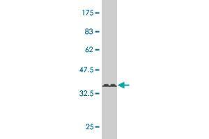 Western Blot detection against Immunogen (36.