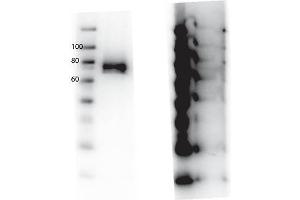 Western Blot of Rabbit anti-RONpY1360 antibody. (MST1R anticorps  (Internal Region, pTyr1360))