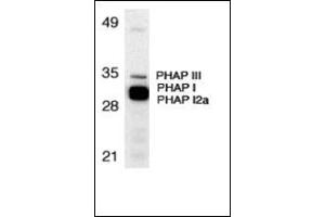 Western blot analysis of PHAP expression in human Raji cell lysate with this product at 1 μg/ml. (PHAP1 anticorps  (N-Term))