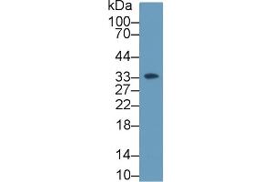 Western blot analysis of Human K562 cell lysate, using Rat HABP1 Antibody (2 µg/ml) and HRP-conjugated Goat Anti-Rabbit antibody ( (C1QBP anticorps  (AA 72-279))
