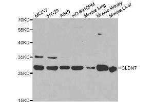 Western blot analysis of extracts of various cell lines, using CLDN7 antibody. (Claudin 7 anticorps  (AA 29-211))