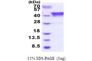 SDS-PAGE (SDS) image for TIA1 Cytotoxic Granule-Associated RNA Binding Protein-Like 1 (TIAL1) (AA 1-375) protein (His tag) (ABIN5854001) (TIAL1 Protein (AA 1-375) (His tag))