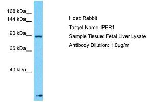 Host: Rabbit Target Name: PER1 Sample Type: Fetal Liver lysates Antibody Dilution: 1. (PER1 anticorps  (N-Term))