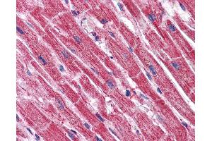 anti-PAXIP1 Associated Glutamate-Rich Protein 1 (PAGR1) (C-Term) antibody