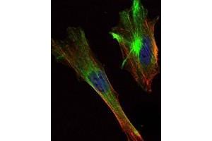 Immunofluorescence analysis of Hela cells using CRTC2 antibody (green). (CRTC2 anticorps)