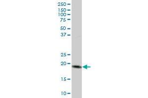 MTP18 MaxPab polyclonal antibody.