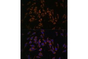 Immunofluorescence analysis of L929 cells using RPS13 antibody (ABIN7270012) at dilution of 1:100. (RPS13 anticorps  (AA 79-151))