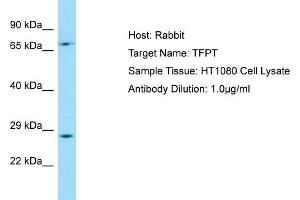 Host: RabbitTarget Name: TFPTAntibody Dilution: 1. (TFPT anticorps  (C-Term))