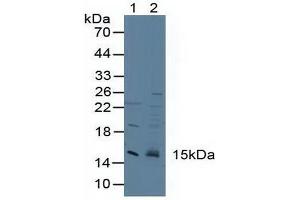 Figure. (CST3 anticorps  (AA 27-146))