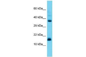 Host: Rabbit Target Name: CNPY2 Sample Type: Placenta lysates Antibody Dilution: 1. (CNPY2/MSAP anticorps  (Middle Region))