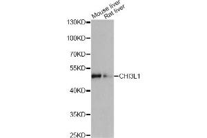 Western blot analysis of extracts of various cell lines, using CHI3L1 antibody (ABIN6292875) at 1:1000 dilution. (CHI3L1 anticorps)