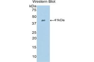 Detection of Recombinant SLC, Mouse using Polyclonal Antibody to Secondary Lymphoid Tissue Chemokine (SLC)