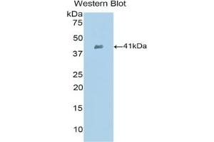 Detection of Recombinant SLC, Mouse using Polyclonal Antibody to Secondary Lymphoid Tissue Chemokine (SLC) (CCL21 anticorps  (AA 5-130))