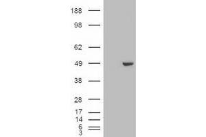 Image no. 2 for anti-GATA Binding Protein 4 (GATA4) (AA 296-442) antibody (ABIN1491352) (GATA4 anticorps  (AA 296-442))