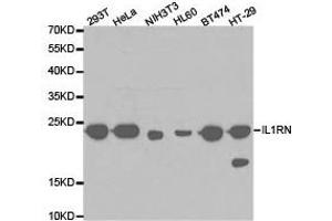 Western Blotting (WB) image for anti-Interleukin 1 Receptor Antagonist (IL1RN) antibody (ABIN1873206) (IL1RN anticorps)