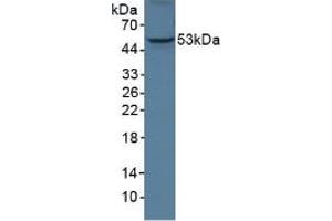 Figure. (ANGPTL3 anticorps  (AA 22-281))