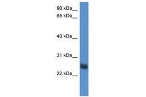 Image no. 1 for anti-Src-like-adaptor 2 (SLA2) (AA 94-143) antibody (ABIN6746843)