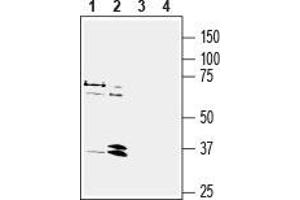 Western blot analysis of human MCF-7 breast adenocarcinoma cell line lysate (lanes 1 and 3) and human HL-60 promyelocytic leukemia cell line lysate (lanes 2 and 4): - 1, 2. (NPY1R anticorps  (2nd Extracellular Loop))