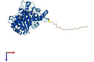 AlphaFold protein structure predicition of Human Recombinant TUBB1 Protein, UniprotID Q9H4B7
