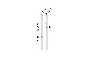 All lanes : Anti-DDX53 Antibody (C-term) at 1:2000 dilution Lane 1: D whole cell lysate Lane 2: RL95-2 whole cell lysate Lysates/proteins at 20 μg per lane.