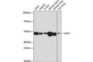 Western blot analysis of extracts of various cell lines, using MEK1 antibody (ABIN7268633) at 1:1000 dilution. (MEK1 anticorps)