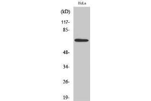 Western Blotting (WB) image for anti-Apoptosis-Inducing Factor, Mitochondrion-Associated, 3 (AIFM3) (N-Term) antibody (ABIN3173711) (AIFM3 anticorps  (N-Term))
