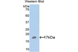 Western Blotting (WB) image for anti-Leptin (LEP) (AA 22-167) antibody (ABIN1078271) (Leptin anticorps  (AA 22-167))