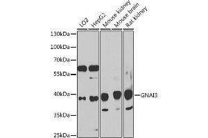 Western blot analysis of extracts of various cell lines, using GN antibody (ABIN7267539) at 1:1000 dilution. (GNAI3 anticorps  (AA 1-100))