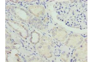Immunohistochemistry of paraffin-embedded human kidney tissue using ABIN7162026 at dilution of 1:100 (NUPL2 anticorps  (AA 1-224))