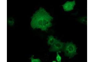 Anti-DYNC1LI1 mouse monoclonal antibody (ABIN2452971) immunofluorescent staining of COS7 cells transiently transfected by pCMV6-ENTRY DYNC1LI1 (RC222010). (DYNC1LI1 anticorps)