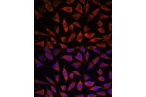 Immunofluorescence analysis of L929 cells using POGLUT1 antibody (ABIN7269673) at dilution of 1:100.