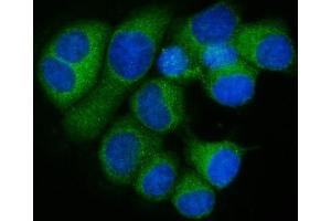 IF analysis of RPL32 using anti-RPL32 antibody (ABIN7601826). (RPL32 anticorps  (AA 48-129))