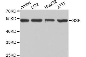 Western blot analysis of extracts of various cell lines, using SSB antibody (ABIN1874948) at 1:1000 dilution. (SSB anticorps)