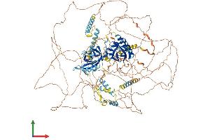 AlphaFold protein structure predicition of Mouse Recombinant Per1 Protein, UniprotID O35973