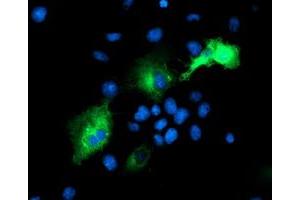 Immunofluorescence (IF) image for anti-Proteasome (Prosome, Macropain) 26S Subunit, Non-ATPase, 2 (PSMD2) antibody (ABIN1500481) (PSMD2 anticorps)